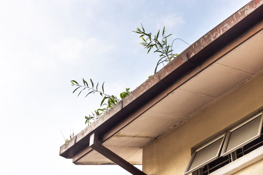 The Danger of Clogged Gutters