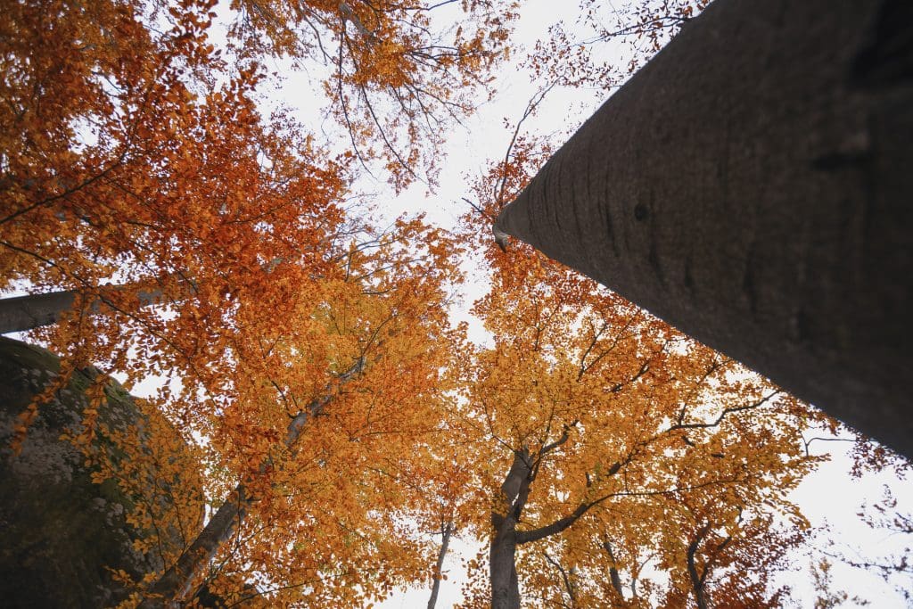 Essential Fall Roof Maintenance Tips